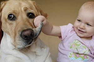 真相揭曉！終於知道有些狗狗的臉為什麼這麼扁了~看了令人又哭又笑！