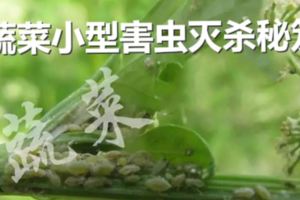 天氣轉暖，蔬菜小型害蟲滅殺秘笈！「蔬菜衛士報」