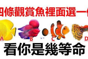 心理測試：四條觀賞魚裡面你會選哪一條，測試你是幾等命