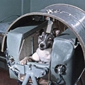首隻上太空的狗！死狀卻被隱瞞60年！！他死得太慘了…