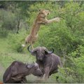 狮子捕到了一头水牛，水牛就只有任其宰割？但后来发生的戏剧性一幕却让人出乎意料！