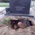 在坟墓上发现狗狗藏在洞穴里不愿离去，走近一看，竟看到心酸一幕