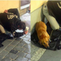 乞丐在雪天捡到一只狗，没想到牠回报给乞丐的爱，感动千万人！