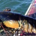 漁民捕到巨大的龍蝦驚喜不已，但發現是母龍蝦後竟然...太離譜了吧！