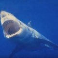 当一头2吨重的大白鲨将他一口咬住时，一群不速之客及时赶到救出了他…
