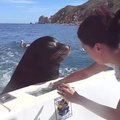 这只海狮竟然用超聪明的方式，就让船主人心甘情愿的喂牠吃鱼，画面真是太可爱了！