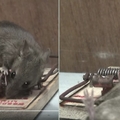 我們都知道用捕鼠器夾老鼠，但卻不知道牠是這樣被夾死的！看完後你還敢用嗎...太殘忍了！