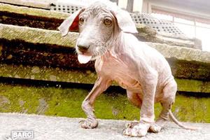 水沟里发现一只无毛，瘸腿的小狗，被救后一年的蜕变让人惊讶