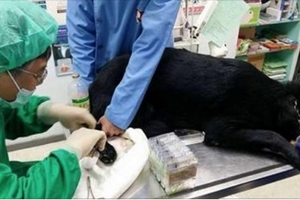 搜救犬「被鋼筋劃傷腳」卻不吭聲想繼續救人，縫10幾針後牠的第一個反應讓人淚腺都要哭壞了…