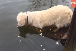 原以为这只黄金猎犬正再犹豫要不要下水，但几秒后我才知道，牠竟然有这么强的功夫啊!