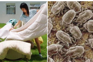 每天都有600萬隻蟎蟲陪你睡，99%的人不知道「曬棉被其實無法消滅它們，真正的殺蟎祕訣是． 快分享出去，不要再跟蟲子抱著睡了
