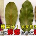 將「這種葉子」放在家裡各個角落，一個晚上後蟑螂全部從你家消失！