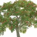 心理測試：選擇一棵你喜歡的樹，測出你11月份可能遇到什麼好事
