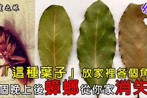 將「這種葉子」放在家裡各個角落，一個晚上後蟑螂全部從你家消失！