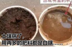 可長點心吧！土壤病了，用再多的肥料都是白瞎……