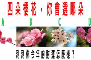 心理測試：四朵櫻花，你會選哪朵？測測你今年的財運怎麼樣？