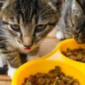 貓咪吃什麼貓糧好？推薦又好又安全的10款貓糧