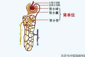 腎小球的作用，重要性，以及如何有效保護腎小球？