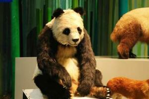 全球首隻仿生大熊貓機器人「小川」正式亮相