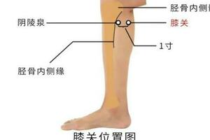 腿上有個穴位，是膝關節的「潤滑油」，強骨骼、解疼痛！