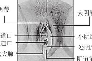 健康的女性生殖器官是怎麼樣的？