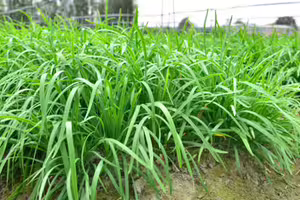【韭菜秘密】為何大盤最愛割韭菜?白頭青頭、大葉小葉誰好吃?韭蔥也是韭菜嗎? 【韭菜秘密】為何大盤最愛割韭菜?白頭青頭、大葉小葉誰好吃?韭蔥也是韭菜嗎?