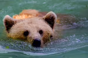 日本熊害頻傳!美國駐日大使館發警示 「2地區」需高度戒備 日本熊害頻傳!美國駐日大使館發警示 「2地區」需高度戒備