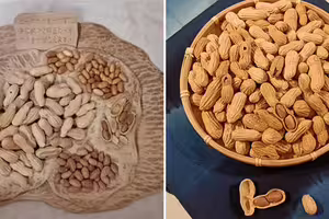 「寄花生去日本」慘被海關扣留 他解釋完竟「為台爭光」 「寄花生去日本」慘被海關扣留 他解釋完竟「為台爭光」