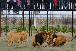 忘記關門！動物園女員工遭3獅「當場分屍」慘死