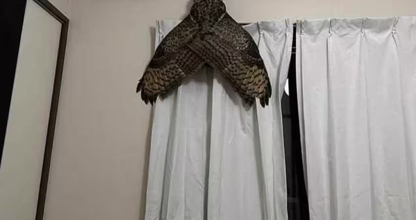 客廳驚見「巨無霸黑蟬」!「張開巨大翅膀」他驚:晚上也會叫