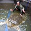 一隻百年老鱉死亡，為何引發越南民眾震驚？