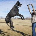 大狗高2.1米將成為世界最高狗   網友「這隻狗已成精了」