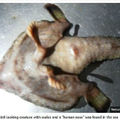加勒比海漁民捕到「人鼻雙腳怪魚」
