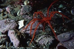 南極現大量神秘巨型蜘蛛 疑因氧濃度太高