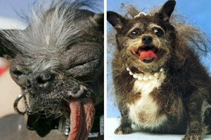 你見過世界上最醜陋的九隻狗嗎？