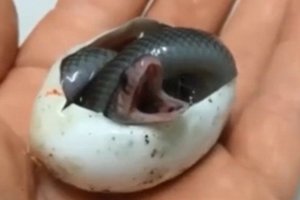 動物園拍下可愛小蛇孵化的過程    網友確爆怒：你X的應該壓死牠！