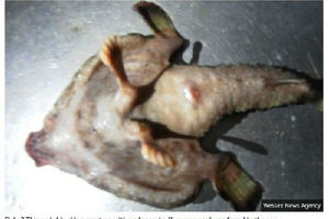 加勒比海漁民捕到「人鼻雙腳怪魚」