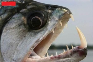 食人魚在人類眼中是非常兇悍的魚類，但其實它們很膽小
