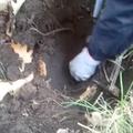這名捷克男子正在土里挖坑，幾分鍾後竟挖出這個東西！
