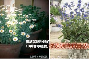 新手在窗台上用花盆就能種好的10種香草植物，作為調味料最適合