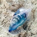 注意！如果你去海邊看到這個鼓著透明膠膜的詭異＂藍色物體＂，請立刻逃跑！！否則後果不堪設想！它真的太可怕了！！！！