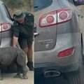 犀牛寶寶對著休旅車又撒嬌又磨蹭，背後的原因讓人看了眼淚直流…