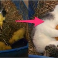 這隻母貓將剛孵化出來的小鴨咬回窩內，接下來竟發生了意想不到的事...