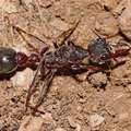 如果遇到長得像蟑螂一樣大的螞蟻先跑再說，這種螞蟻要是身體被切掉一半的話，後果竟然不堪設想….