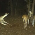 20張森林動態攝影機拍下的「動物在沒被監視下做出的超怪前所未見舉動」。