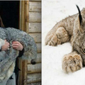 這隻「雪地巨貓」比狗還大，光是腳掌就嚇死人！牠手一舉起來，那「大肉球」直接讓所有人都看傻了…