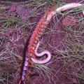 這隻毒蛇打算偷襲「巨型蜈蚣」，沒想到最後發生可怕的悲劇！