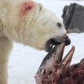 北極熊第一次吃海豚的血腥畫面，每個人類都需要知道的嚴重警告！