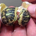 復育稀有烏龜的工作人員發現有顆龜蛋抖得特別厲害！最後竟...