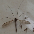 你有看過這種「超大蚊子」嗎？牠竟然會對你造成「這種無法抹滅的傷害」！